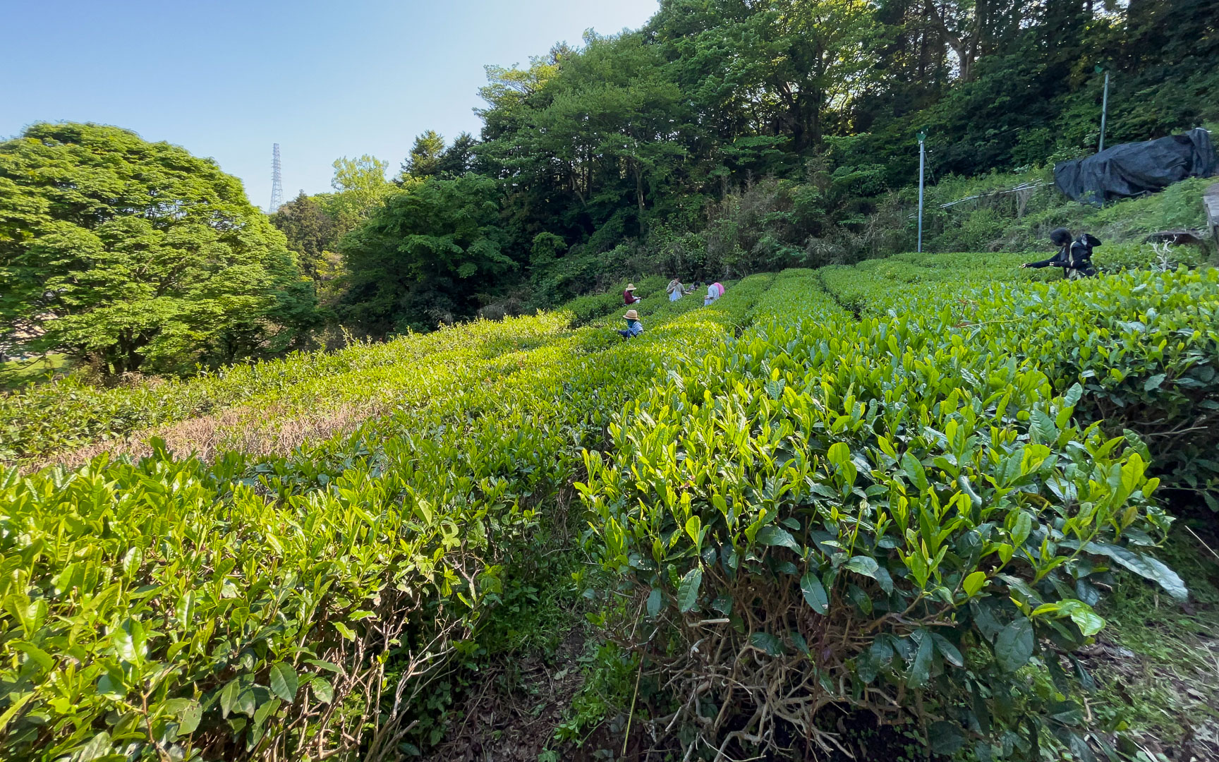 茶畑の風景1