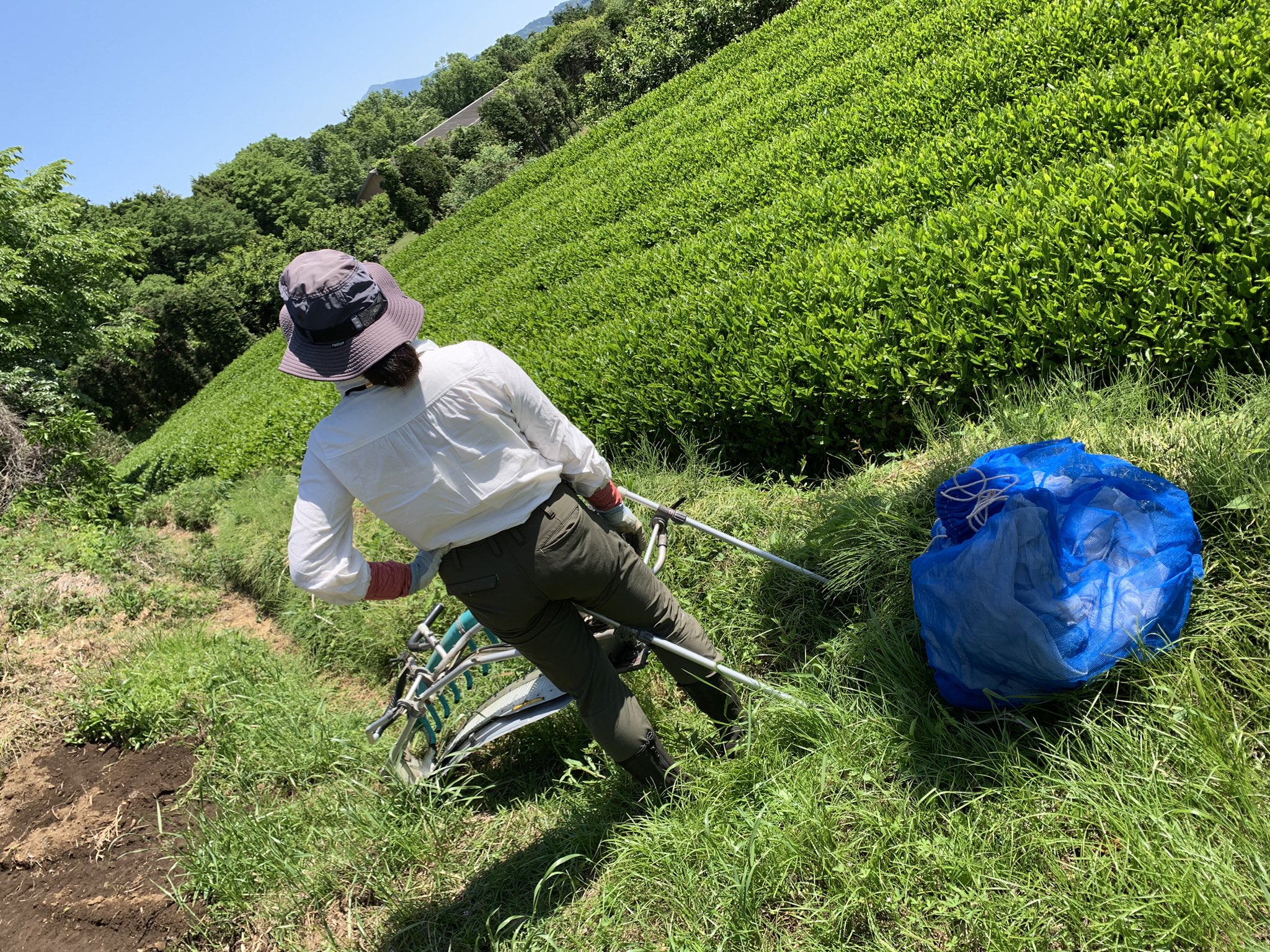 髙野茶園の作業風景